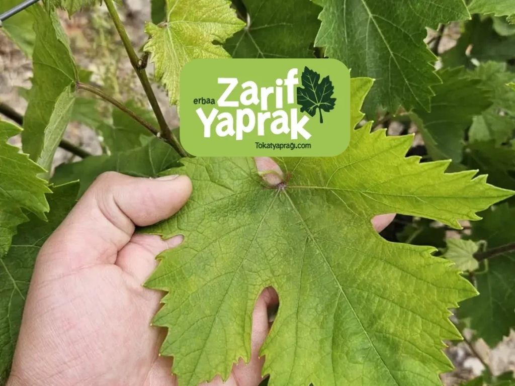 Geleneksel Sofra Geleneklerinin Vazgeçilmezi Tokat yaprağı Üzerine Her Edilenler