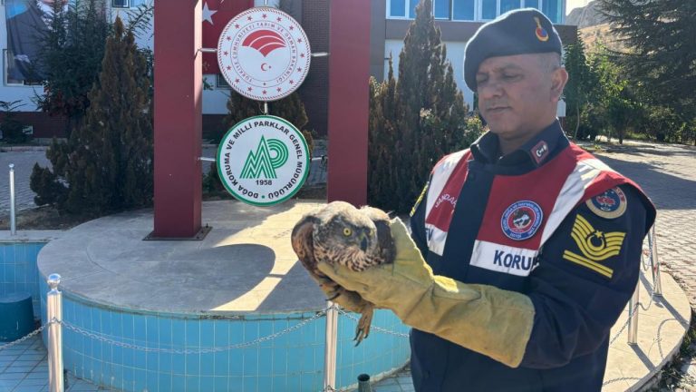 Malatya’da yaralı bulunan kızıl şahin tedavi altına alınacak