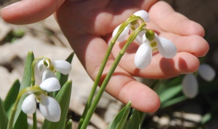 Toros Dağlarının Beyaz Düğünü: İlaç Endüstrisinde Kullanılır! 5 yıl boyunca hasat yasaktır! – Yaşam Haberlerini Kırma